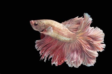 Albino Betta Fish Types Of Betta Fish A Guide On Patterns Color And