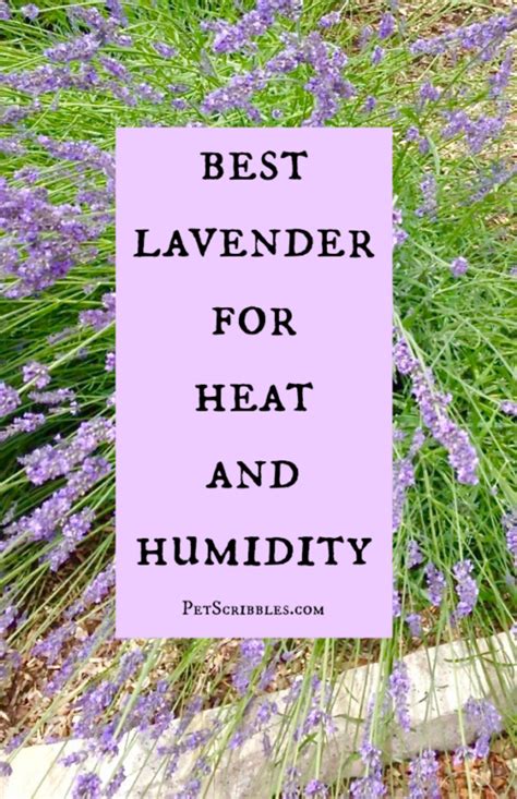 Lavender Phenomenal The Best Lavender For Heat And Humidity Lavender