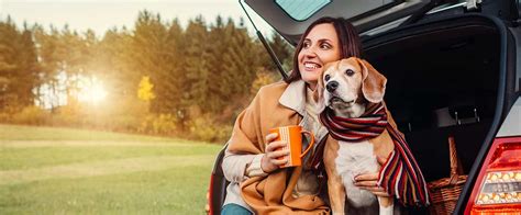 This means that if you loan out your car to driver who is not excluded on your policy (see when could you be held liable? below), your car insurance is the primary coverage that would apply if a crash occurred. Can I take my dog in a hire car? - Rentalcars.com