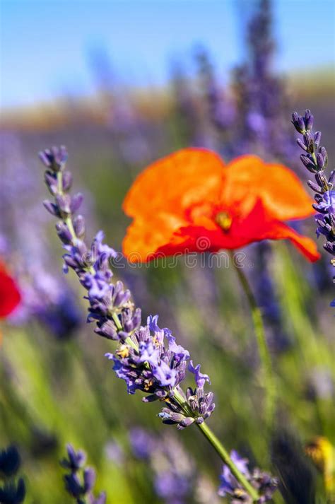 Poppy Flower And Lavender Stock Photo Image Of Smell 31305944