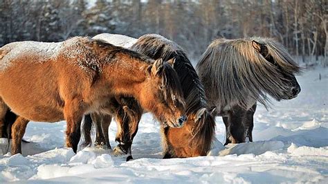 yakutian horses  arctic breed  challenges  freezing cold horse spirit