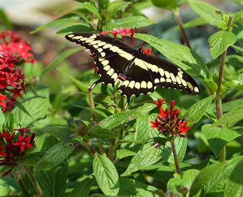 Giant Swallowtails Swallowtail Central Florida Butterflies Insects Garden Garten Lawn And