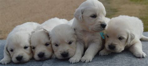 The white golden retriever puppies price set by any given breeder may also reflect gender, birth order, show quality versus pet quality puppies, markings. English Cream Golden Retrievers Mississippi | White ...