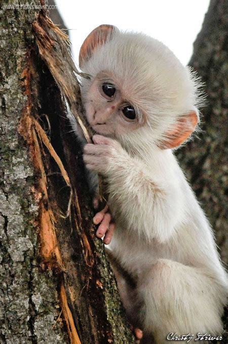 Albino Ververt Monkey Africa Geographic