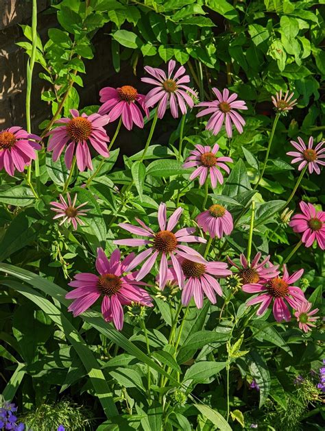 Purple Coneflower Texas Wildflower Seeds Echinacea Purpurea Packet Of