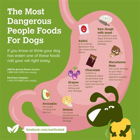 Did You Know These Toxic Foods Can Hurt Your Dog Dog Infographic