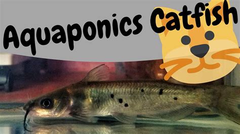 Channel Catfish For Aquaponics Hybrid Aquaponic System Youtube
