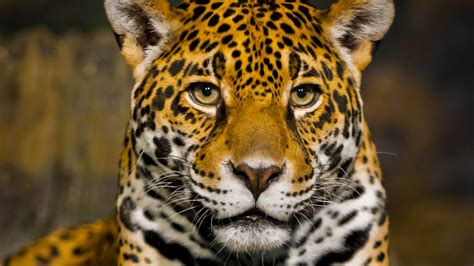 Download 1366x768 Wallpaper Big Cat Wild Cat Jaguar Muzzle Predator