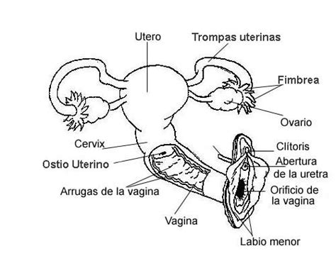 El Sistema Reproductor Femenino