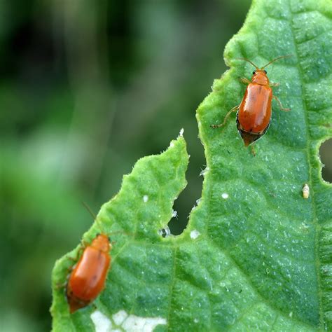 How To Identify Insect Pests The Home Depot