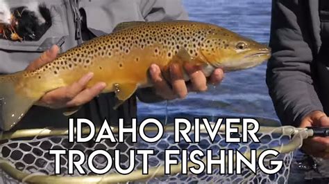 Idaho River Trout Fishing The New Fly Fisher