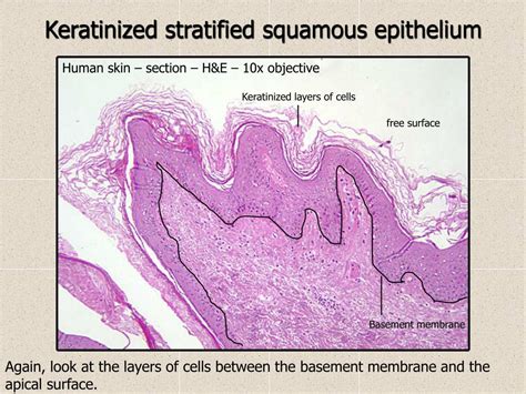 Non Keratinized Stratified Squamous Epithelium Of The Human Esophagous