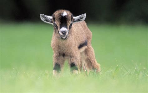 10 Adorable Reasons Why A Pygmy Goat Should Be Your Next Pet