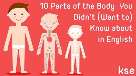 10 Parts Of The Body You Didnt Want To Know Ksenglish