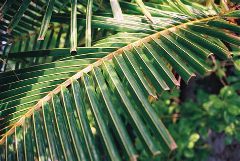 Free Palm Branch Stock Photo