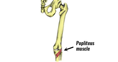 Popliteus Muscle Injury Symptoms Causes Treatment And Rehabilitation