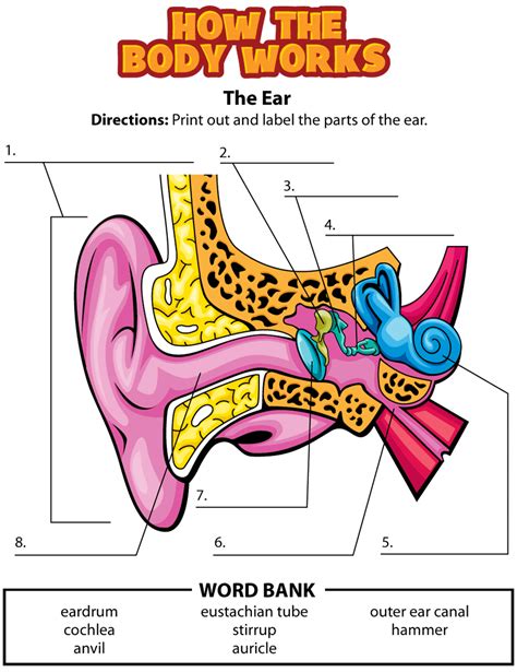 Parts Of The Ears Worksheet