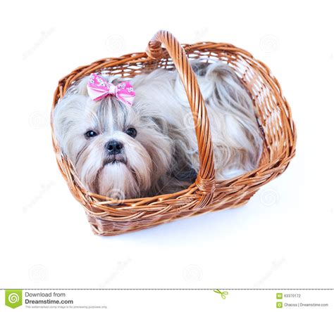 Cute Shih Tzu Dog Stock Photo Image Of Haired Bright