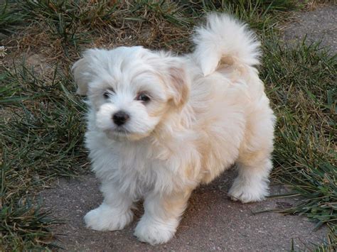 Rules Of The Jungle Havanese Dogs The Insular Breed Havanese