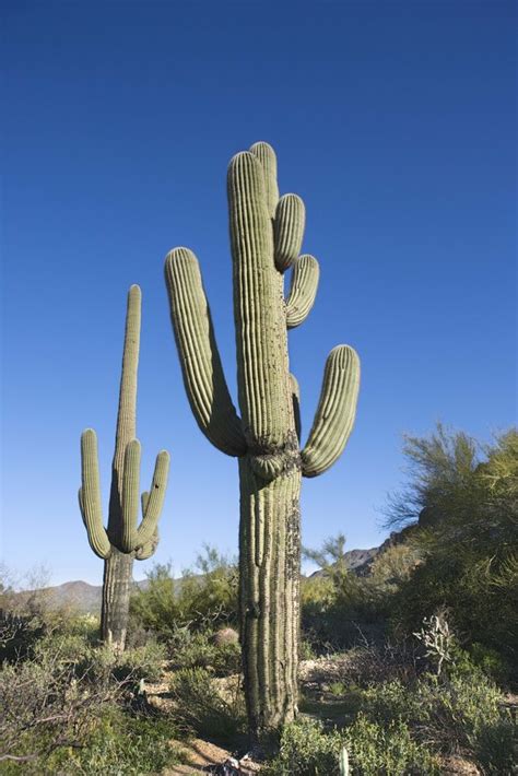 What Are Two Adaptations For Saguaro Cactus Hunker