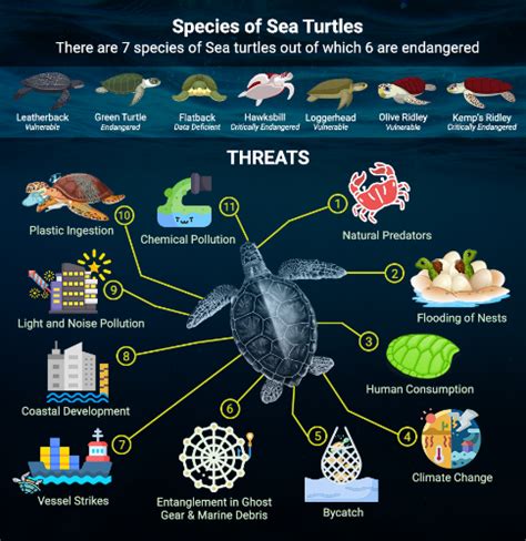 Climate Change Causing Feminization Of Sea Turtles Across The Globe