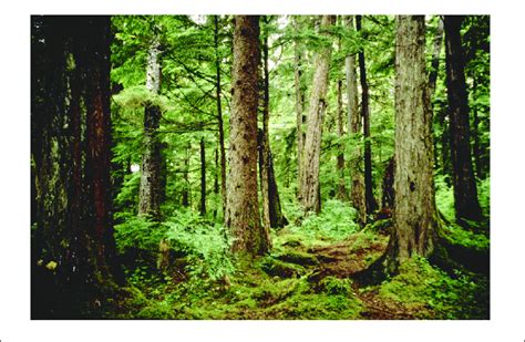 Temperate Western Hemlock Sitka Spruce Coniferous Rainforest In