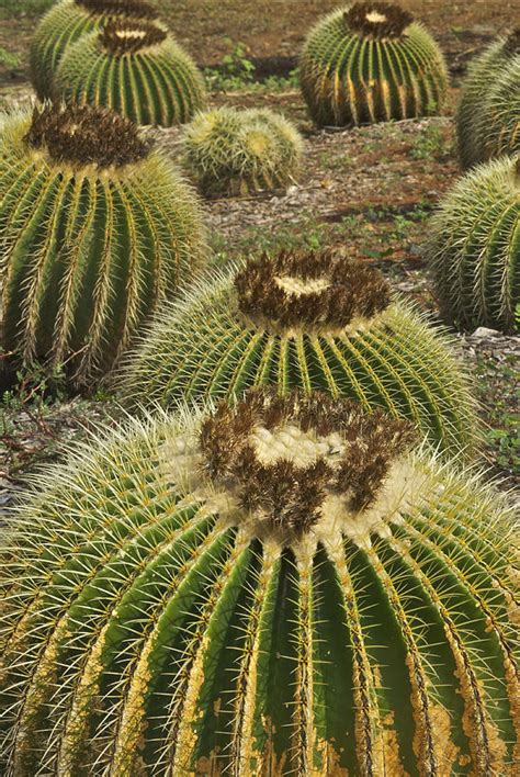Move the cactus to an area where it some barrel cactus species, such as golden barrel cactus and ferocactus glaucescens. Golden Barrel Photograph by Michael Peychich