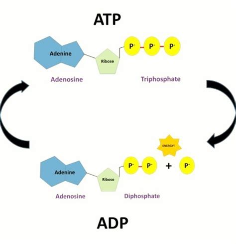 The best ap® the ap® biology exam is a 3 hour exam. Ch 8-Photosynthesis
