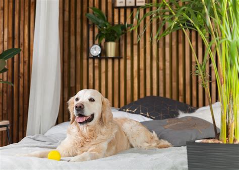 Férias 7 Hotéis Para Cães Que O Seu Patudo Vai Adorar Conhecer