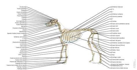 Atlas De Anatomía Con Etiquetas Ilustraciones De Un Perro Anatomía