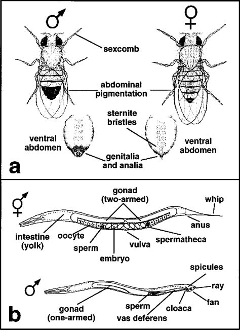 Figure 5 From Sexual Dimorphism In “ The Fly ” And “ The Worm ” In These Model Organisms X