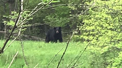 Maybe you would like to learn more about one of these? Potter county Pa - YouTube