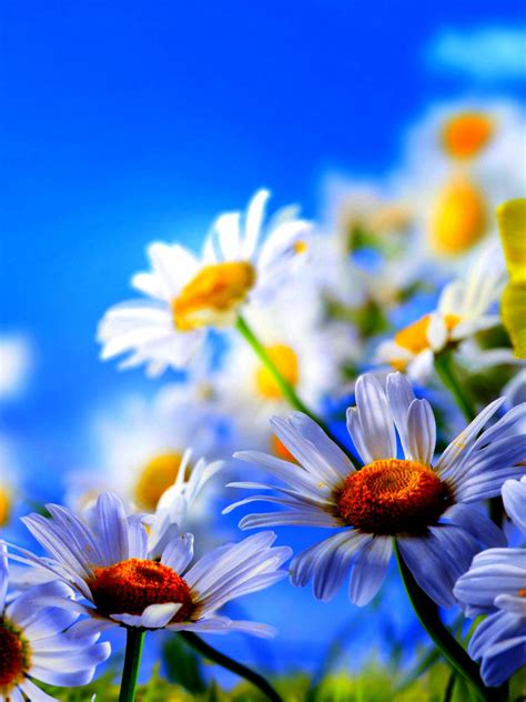 Free Download Home Nature Flowers Plants Spring Flowers Screensavers