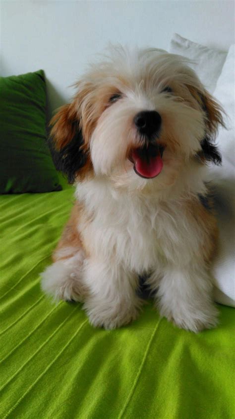 14 Magnificent Reasons To Adore Havanese Dogs Artofit