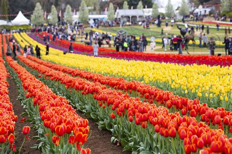 Surround Yourself With 900000 Flowers At This Huge Tulip Festival