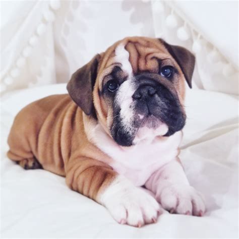 The english bulldog can display dominating behavior and requires a firm handler to show him his place. English Bulldog Puppies For Sale | Erie, PA #320942