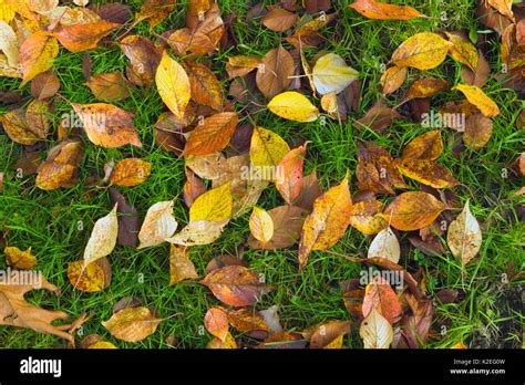 Autumn Leaves On The Green Grassy Ground Stock Photo Alamy