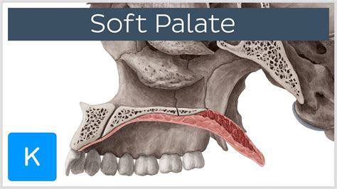 Soft Palate Muscles Function And Definition Human Anatomy Kenhub