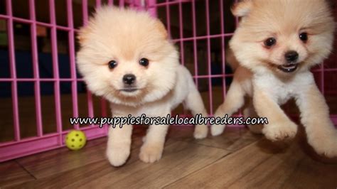 Puppies For Sale Local Breeders Gorgeous Pomeranian Puppies For Sale