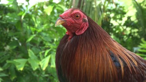 Cockfighting Ban Included In Final Version Of Farm Bill Pnc News First
