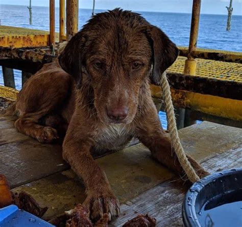 Oil Rig Workers Rescued An Exhausted Dog Spotted Swimming 135 Miles