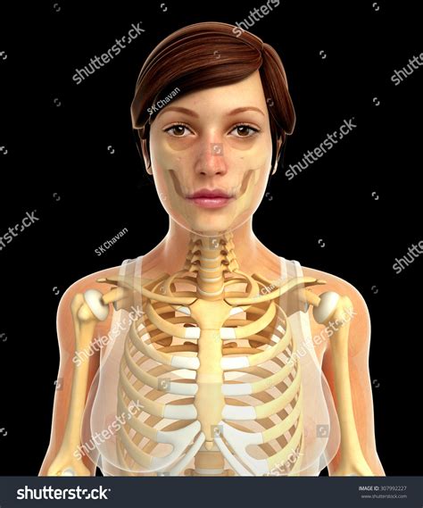 3d Rendered Illustration Female Skeletal System Stock Illustration