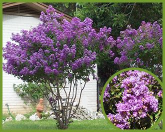 Purple flower tree by cynthia48. Tips & Advice Blog