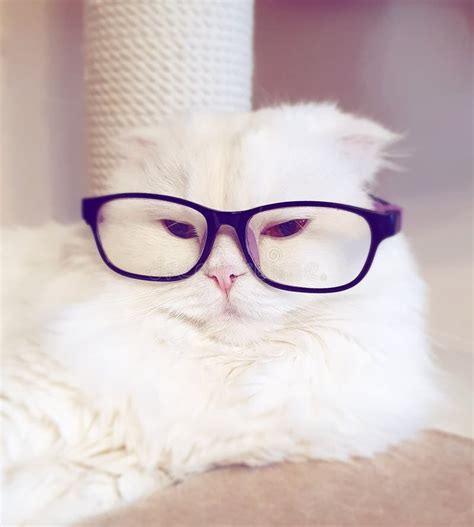 White Cat With Glasses Portrait Of A Beautiful Fluffy Kitten With An