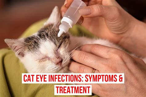 Cat Eye Infections Symptoms And Treatment Cute Healthy Paws