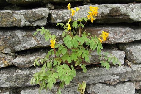 Plants That Grow On Walls Dengarden