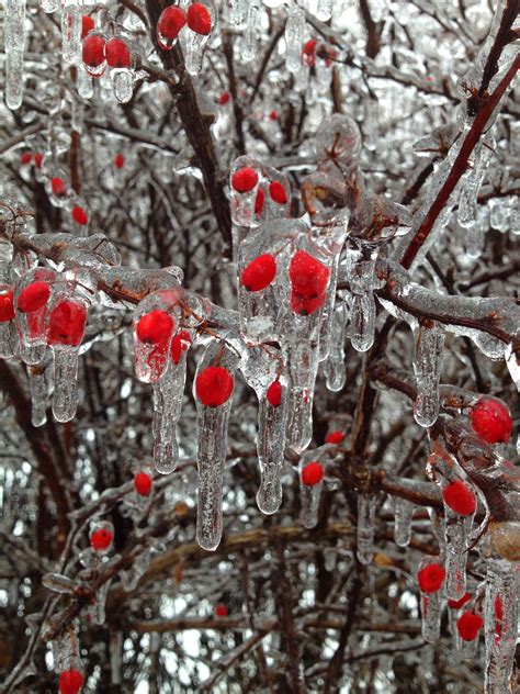 Free Images Tree Nature Branch Snow Winter Leaf Flower Frost