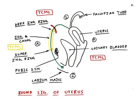 Round Ligament Of Uterus Inguinal Canal