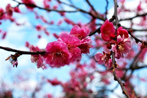 Blossom synonyms, blossom pronunciation, blossom translation, english dictionary definition of blossom. TRAVELOG: Hirosaki Cherry Blossom Festival 2010