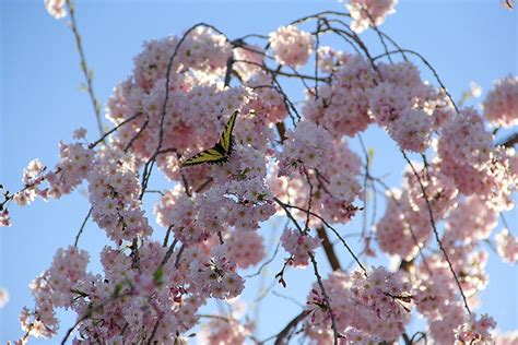 Chinese Butterfly Kisses Weeping Chinese Cherry Tree Is